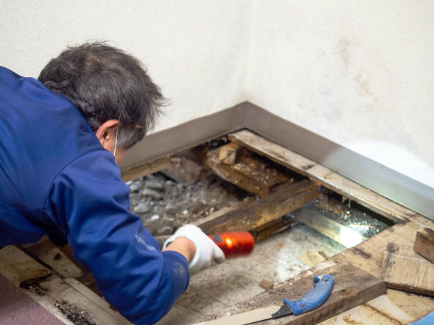 Certified Mold Removal in Fremont Hills, MO