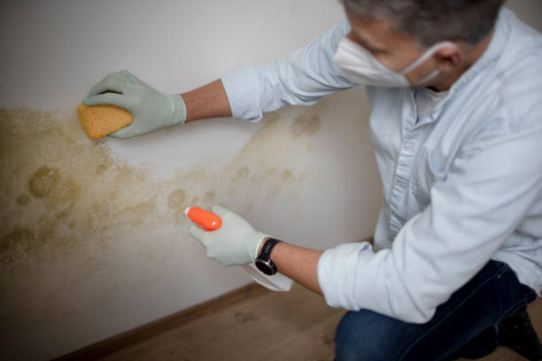 Mold Testing and Removal in Fremont Hills, MO