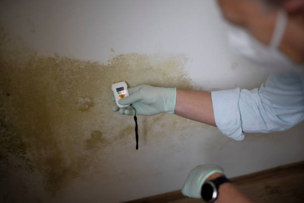 Best Local Mold Removal Service  in Frent Hills, MO