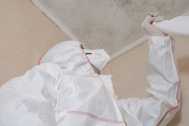 Best Black Mold Removal  in Frent Hills, MO