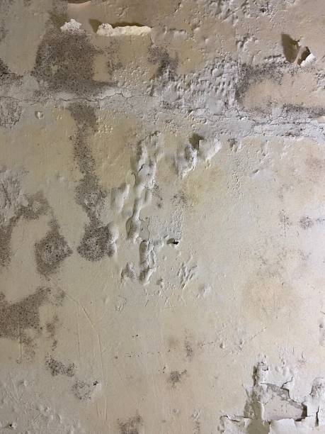 Best Office Mold Removal Services  in Frent Hills, MO