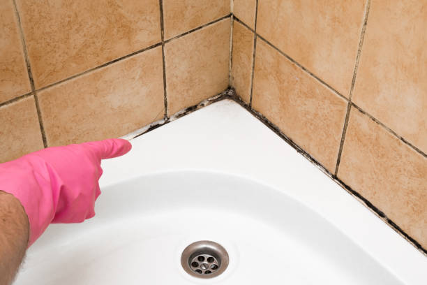 Best Crawl Space Mold Removal  in Frent Hills, MO